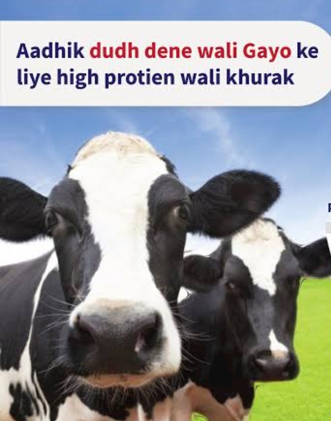 Gokul Cattle feed 